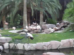 las vegas attractions
