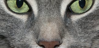Magie art - Appelons un chat un chat par TRANTOR